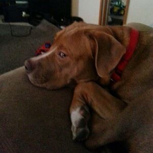 Meet your Posher, Antonio